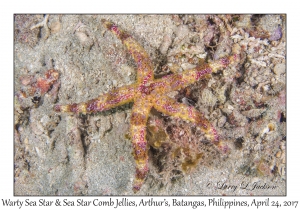 Warty Sea Star & Sea Star Comb Jellies