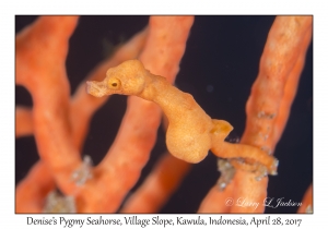 Denise's Pygmy Seahorse
