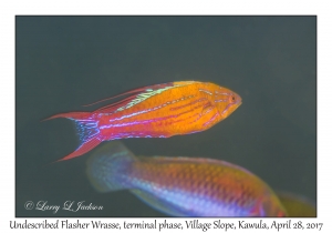 Undescribed Flasher Wrasse