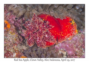 Red Sea Apple