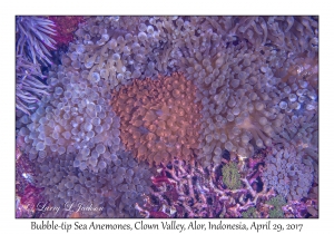 Bubble-tip Sea Anemones