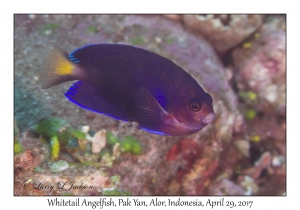 Whitetail Angelfish