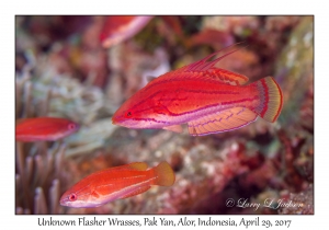 Unknown Flasher Wrasses