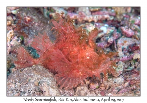 Weedy Scorpionfish