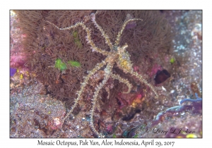 Mosaic Octopus