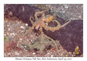 Mosaic Octopus