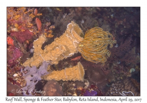 Reef Wall, Sponge & Feather Star