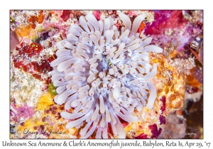 Unknown Sea Anemone & juvenile Clark's Anemonefish