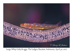 Large Whip Goby & eggs
