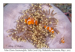 Magnificent Sea Anemone & False Clown Anemonefish