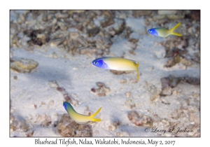 Bluehead Tilefish
