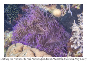 Leathery Sea Anemone & Pink Anemonefish