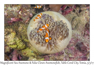Magnificent Sea Anemone & False Clown Anemonefish