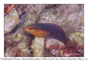 Doublespot Wrasse