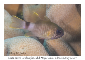 Multi-barred Cardinalfish