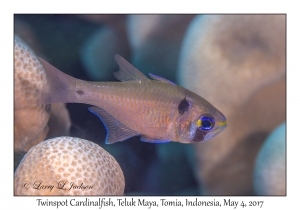 Twinspot Cardinalfish