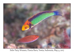 Solor Fairy Wrasses