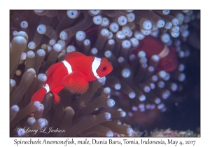 Bubble-tip Sea Anemone & Spinecheek Anemonefish