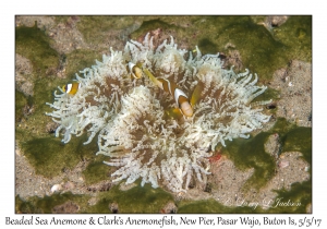 Beades Sea Anemone & Clark's Anemonefish