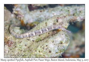 Many-spotted Pipefish