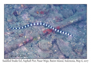 Saddled Snake Eel