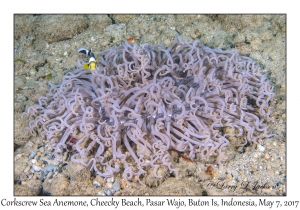 Corkscrew Sea Anemone & Saddleback Anemonefish