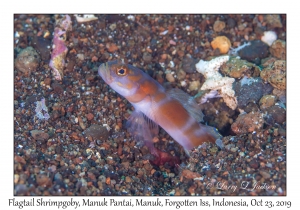 Flagtail Shrimpgoby