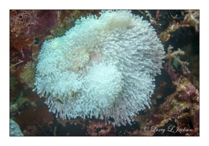 Magnificent Sea Anemone bleached