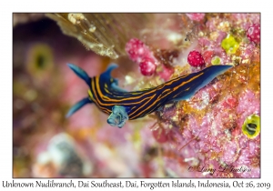 Unknown Nudibranch