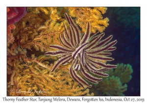 Thorny Feather Star