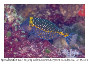 Spotted Boxfish male