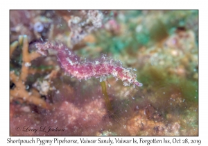 Shortpouch Pygmy Pipehorse