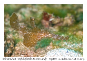 Robust Ghost Pipefish female