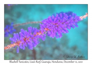 Bluebell Tunicates