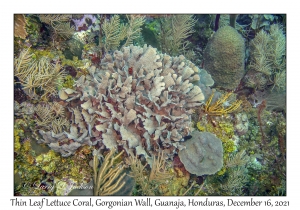 Thin Leaf Lettuce Coral