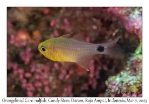 Orangelined Cardinalfish