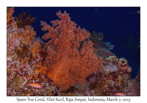 Spare Tree Coral