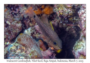Iridescent Cardinalfish
