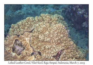Lobed Leather Coral