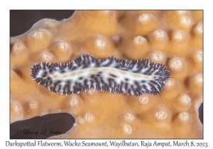 Darkspotted Flatworm