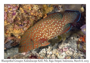Bluespotted Grouper