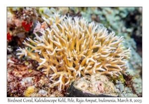 Birdnest Coral