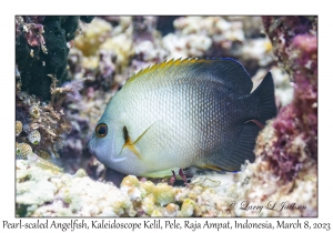 Pearl-scaled Angelfish