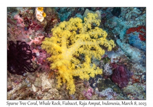 Sparse Tree Coral