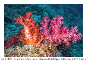 Umbellate Tree Corals