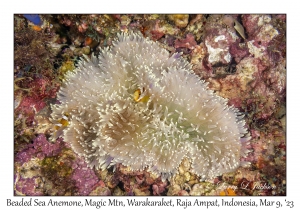Beaded Sea Anemone