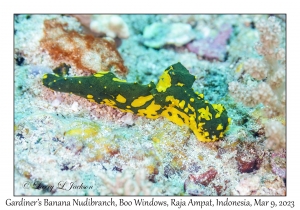 Gardiner's Banana Nudibranch