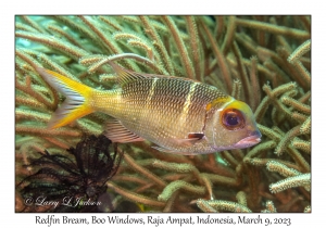 Redfin Bream