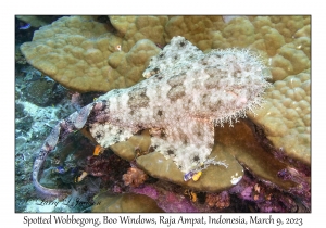 Spotted Wobbegong