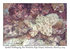 Spotted Wobbegong